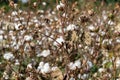 Cotton field ready for harvest on a cloudy day Royalty Free Stock Photo