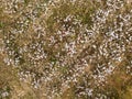 Cotton field ready for harvest on a cloudy day Royalty Free Stock Photo