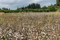 Cotton field ready for harvest on a cloudy day Royalty Free Stock Photo