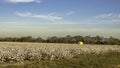 Cotton field ready for harvest Royalty Free Stock Photo