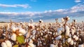 Cotton field ripe for harvest