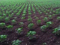 Cotton field in row. Greent little Cotton plant in indian farm, Agriculture.