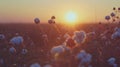 Cotton field at sunset with focus on the cotton bolls against a blurred background