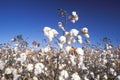 Cotton field in Tucson, AZ Royalty Free Stock Photo