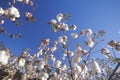 Cotton field in Tucson, AZ Royalty Free Stock Photo