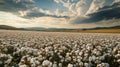 Cotton Field Under a Cloudy Sky with Distant Hills Royalty Free Stock Photo