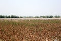 The Cotton field in Uzbekistan Royalty Free Stock Photo