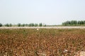 The Cotton field at atumn in Uzbekistan Royalty Free Stock Photo