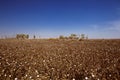 Cotton field in xinjiang Royalty Free Stock Photo