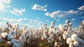cotton fields against blue sky