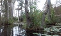 Everglades Park swamp