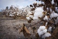 Cotton Fields Ready For Harvesting in Australia Royalty Free Stock Photo