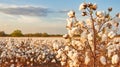 Cotton fields ready for harvesting, Generative AI