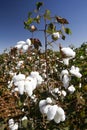 Cotton fields ready to be harvested Royalty Free Stock Photo