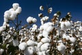 Cotton fields ready to be harvested Royalty Free Stock Photo