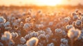 Cotton fields at sunrise fluffy white bolls stretching to the horizon symbolizing purity and natural beauty