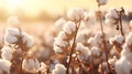 Cotton fields wallpaper. Cotton background. Gentle colors. Realism. Horizontal format. AI Generated
