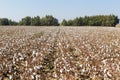 Cotton fields white with ripe cotton ready for harvesting Royalty Free Stock Photo