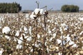 Cotton fields white with ripe cotton ready for harvesting Royalty Free Stock Photo