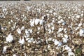 Cotton fields white with ripe cotton ready for harvesting