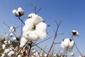 Cotton fields white with ripe cotton ready for harvesting