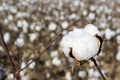 Cotton fields white with ripe cotton ready for harvesting