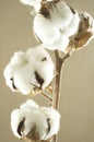 Cotton flower