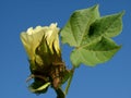 Cotton flower