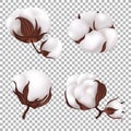 Cotton flowers isolated. Vector illustrtion. Royalty Free Stock Photo