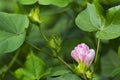 Cotton flower