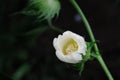 Cotton flower