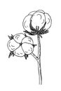 Cotton flower, Bavovna floral branch,fiber of plant origin. Hand-drawn sketch style. Symbol of Ukraine\'s military success Royalty Free Stock Photo