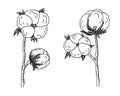 Cotton flower, Bavovna floral branch,fiber of plant origin. Hand-drawn sketch style. Symbol of Ukraine\'s military success Royalty Free Stock Photo