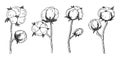 Cotton flower, Bavovna floral branch,fiber of plant origin. Hand-drawn sketch style. Symbol of Ukraine\'s military success Royalty Free Stock Photo