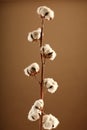 Cotton flower