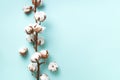 Cotton flower branch on blue background with copy space. Top view. Flat lay. Flowers composition. Cozy winter and organic