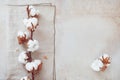 Cotton flower branch on rustic concrete background