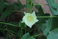 Cotton flower before fertilization