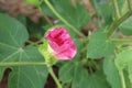 Cotton flower after fertilization