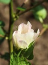 Cotton flower