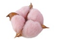 Cotton flower pink organic boll isolated softness fluffyfluffy