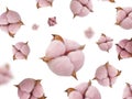 Cotton flower pink organic boll isolated background softness fluffyfluffy