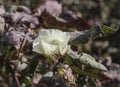 Cotton flower on a plantation Royalty Free Stock Photo