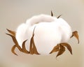 Cotton flower. Realistic white bloom bud. Soft ball. Natural fiber or fabric material. Cultivated agriculture plant