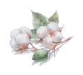 Cotton flower with stem and leaves