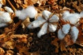 Cotton flowers