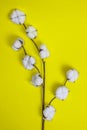 Cotton flowers on branches on yellow background