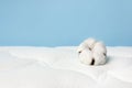 Cotton flowers on a comfortable mattress texture background top view. White texture of mattress bedding background. Healthy sleep Royalty Free Stock Photo