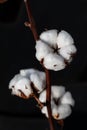 Cotton flowers on a dark background. Closeup of a cotton flower