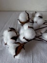 cotton flowers are scattered on a white cotton tablecloth. close shooting. selective focus